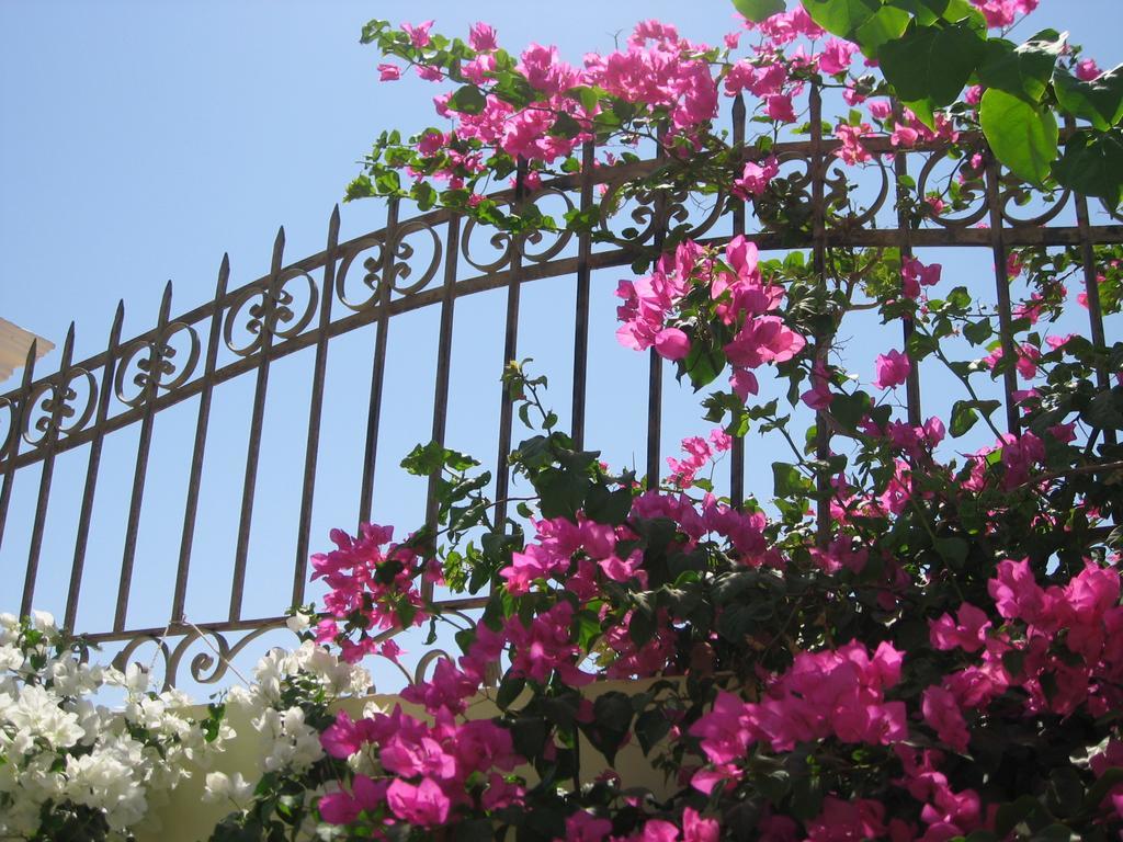 Villa Shahrazad הורגהדה מראה חיצוני תמונה